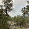 beachforest11